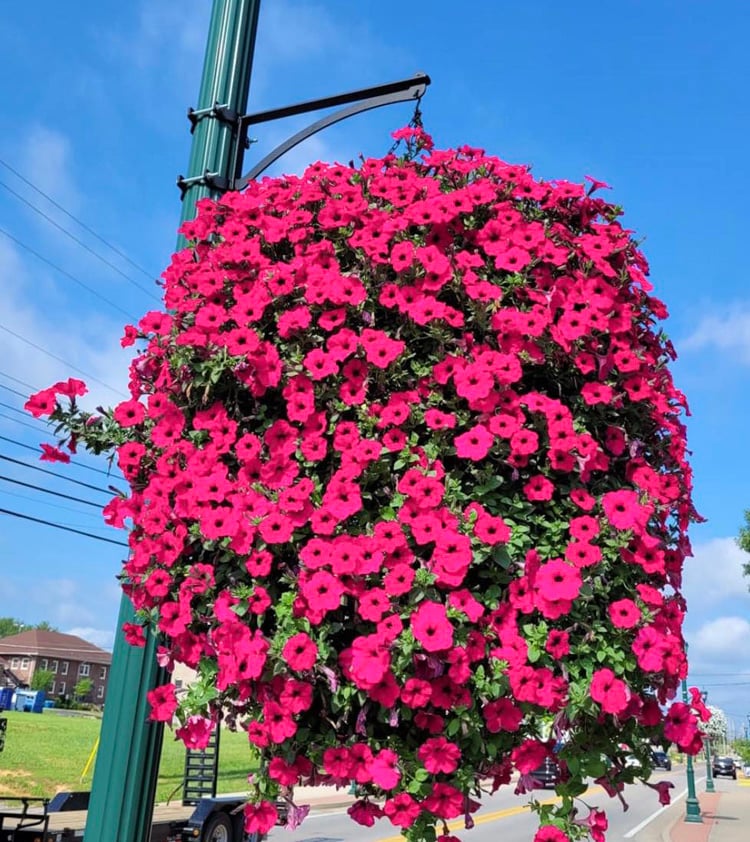 ✨2025 New upgrade hot sales✨UV Simulation Artificial morning glory