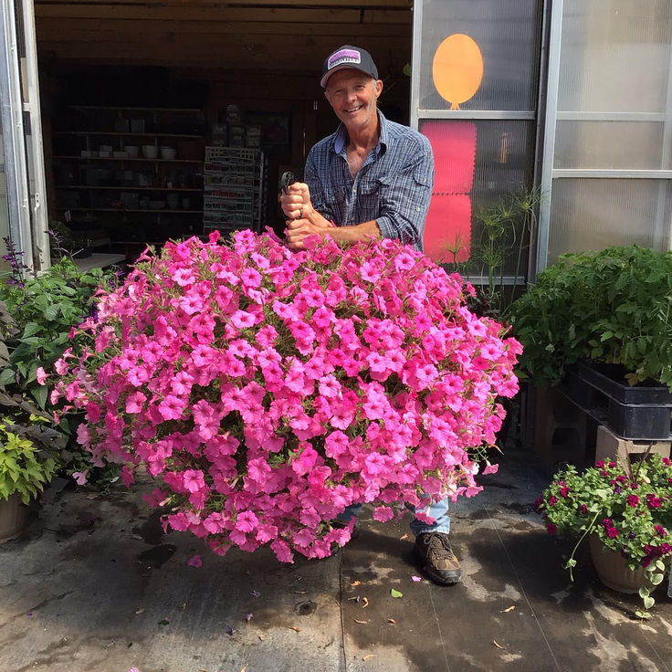 💐2025 Hot Sale✨UV Simulation Artificial Petunias