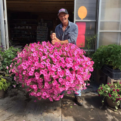 💐2025 Hot Sale✨UV Simulation Artificial Petunias