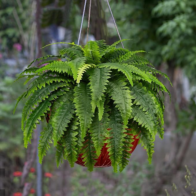 🔥$9.99 On Sale Today Only🌿UV Resistant Lifelike Artificial Boston Fern