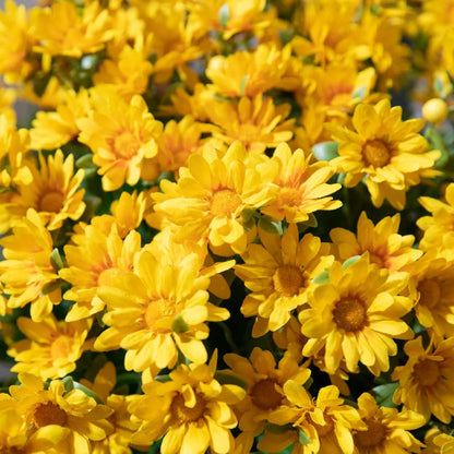 💥Last Day Each Only $2.99🌼- Artificial Outdoor Sunset Mums Flowers - UV resistant, Waterproof, Windproof
