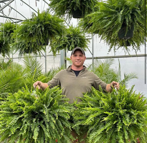 🔥$9.99 On Sale Today Only🌿UV Resistant Lifelike Artificial Boston Fern